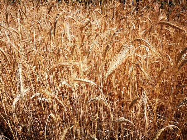 Fusti Grano Maturo Campo Sotto Raggi Del Sole Estivo — Foto Stock