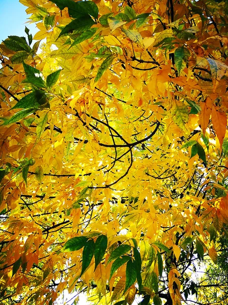 Hintergrund Des Herbstes Gelbe Und Grüne Blätter Von Bäumen — Stockfoto