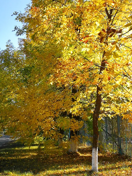 Allee Aus Gelben Herbstbäumen Mit Hellem Laub — Stockfoto