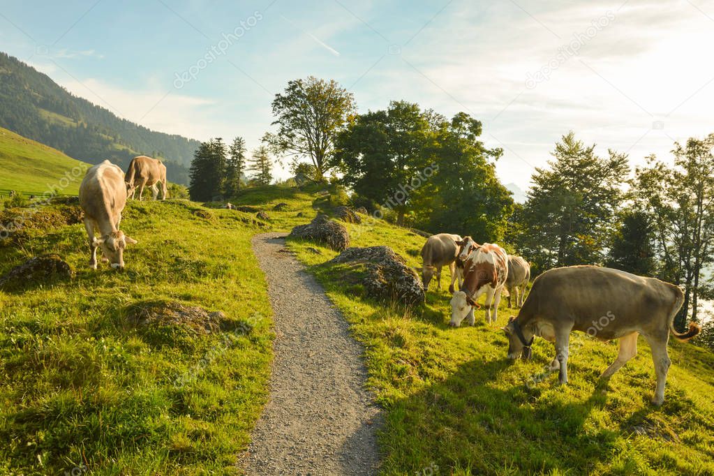 Grazing cows on Seebodenalp above the city of Kussnacht in canton of Schwyz, Switzerland