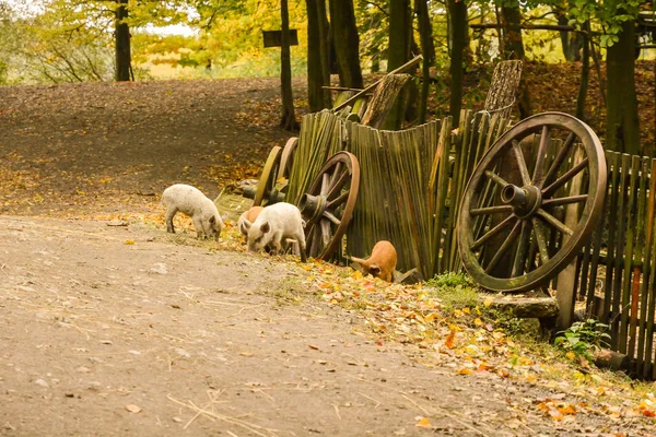 Piccoli Maiali Vicino Una Recinzione Legno Una Piccola Fattoria Mezzo — Foto Stock