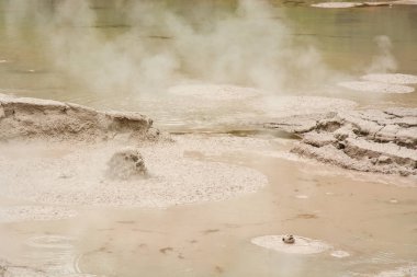 Çamur havuzu Wai-O-Tapu termal harikalar diyarı Parkı Rotorua Yeni Zelanda, Yeni Zelanda en büyük çamur havuzu