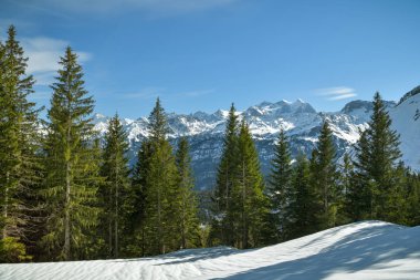 Bern Alpleri'nin karlı zirvelerinde manzarayı engelleyen ağaçlar