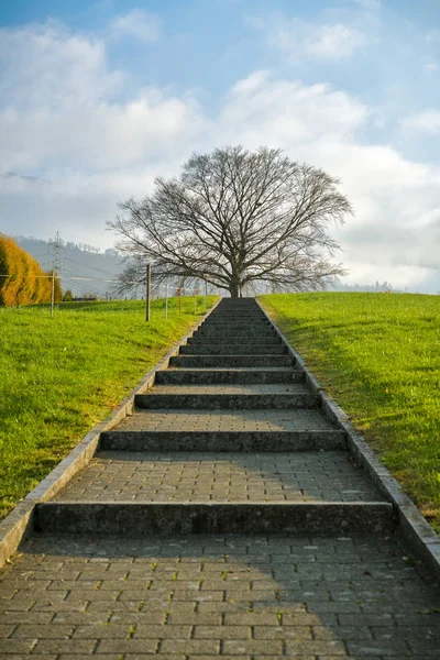 Short way leading towards abandoned tree in small cemetery above