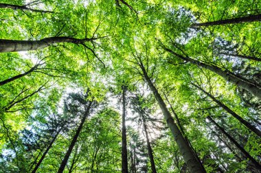 Bahar orman ağacı kron görünümünü. Mevsimsel doğal sahne.