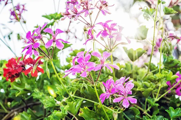 Purple Red Pelargonium Flowers Pelargonium Hortorum Garden Natural Scene Beauty — Stock Photo, Image