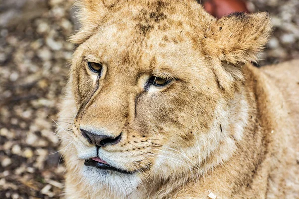 Porträt Eines Barbarischen Löwen Panthera Leo Leo Tierporträt Löwin Nahaufnahme — Stockfoto