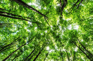 Bahar orman ağacı kron görünümünü. Mevsimsel doğal sahne.