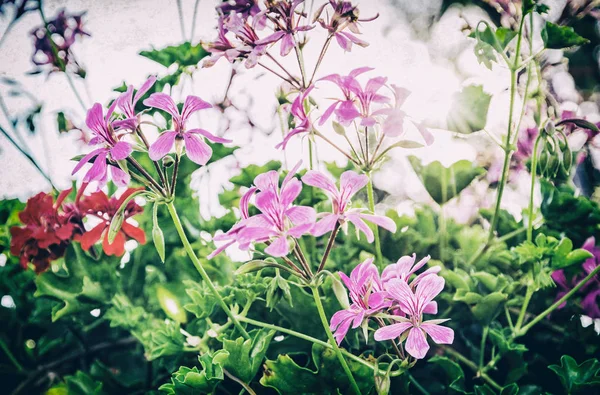 Paarse Rode Pelargonium Bloemen Pelargonium Hortorum Tuin Natuurlijke Scène Schoonheid — Stockfoto