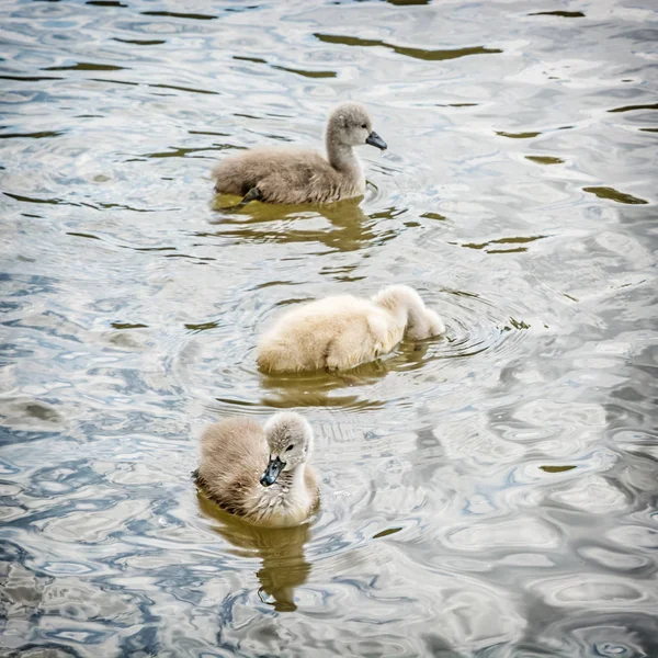 Jóvenes Cisne Blanco Escena Natural Estacional Ciclo Naturaleza —  Fotos de Stock