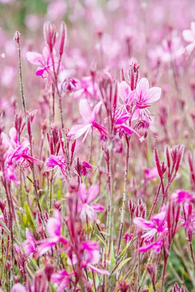 Lila Blommor Sommar Park Säsongens Naturliga Scen — Stockfoto