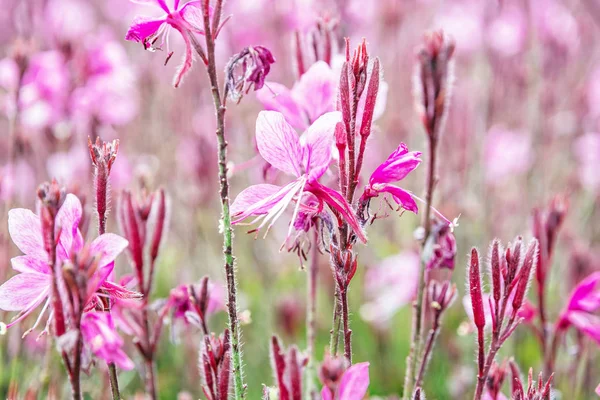 Фиолетовые Цветы Летнем Парке Сезонная Природная Сцена — стоковое фото
