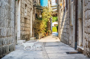 Dar sokak içinde tarihi kent Trogir, Hırvatistan. Sabah sahne. Seyahat hedef. İki kedi.
