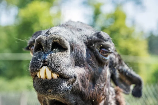 Portrait of llama with funny teeth. Animal scene.