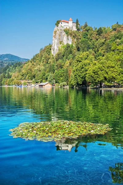 Озеро Блед Ватерлиями Зеркальным Замком Словения Европа Путешествие Летний Отдых — стоковое фото