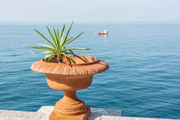 Succulent Potted Ceramic Pot Miramare Gulf Trieste Adriatic Sea Italy — Stock Photo, Image