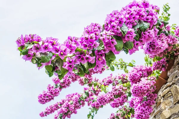 Bougainvillea Purple Flowers Natural Scene Beauty Nature — Stock Photo, Image