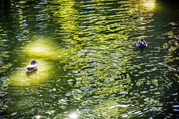 Kachna Divoká Odrazy Jezeře Přírodní Scéna Krása Přírodě — Stock fotografie