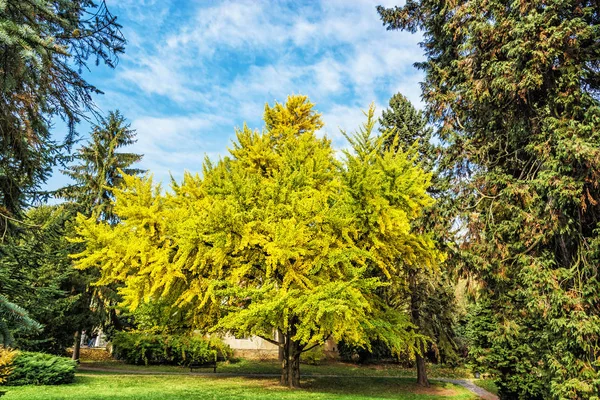 Bojnice Slovakya Sonbahar Sahne Renkli Ağaçlar Mevsimsel Doğal Sahne — Stok fotoğraf