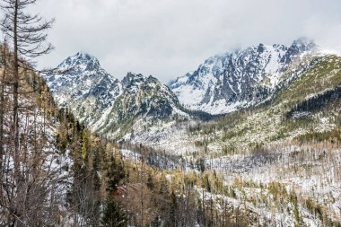 Yüksek Tatras mountains, Slovakya için doğal afet sonra çam ormanı. Kış doğal sahne. Seyahat hedef.