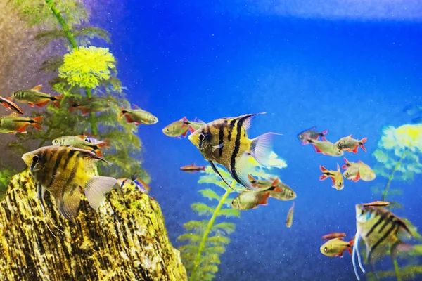 Peixe Amarelo Debaixo Água Cena Natural Mar Beleza Natureza — Fotografia de Stock