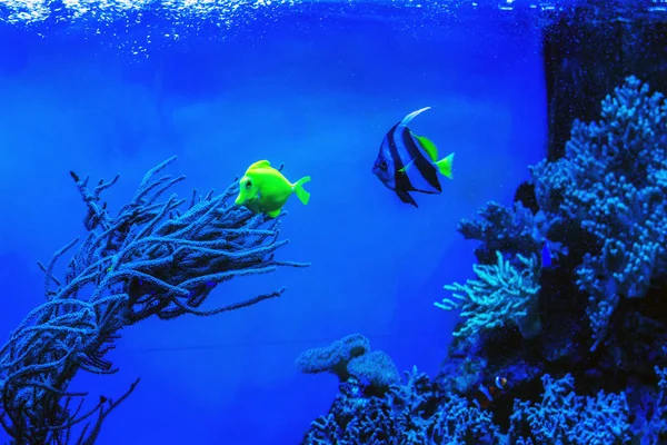 Peixe Azul Amarelo Debaixo Água Cena Natural Mar Beleza Natureza — Fotografia de Stock