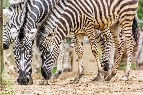 Rebanho Zebra Chapman Cena Animal Natureza África — Fotografia de Stock