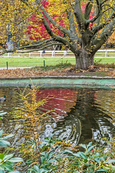 Naturpark Mit See Enten Und Bäumen Herbstszene Karlsbad Tschechische Republik — Stockfoto