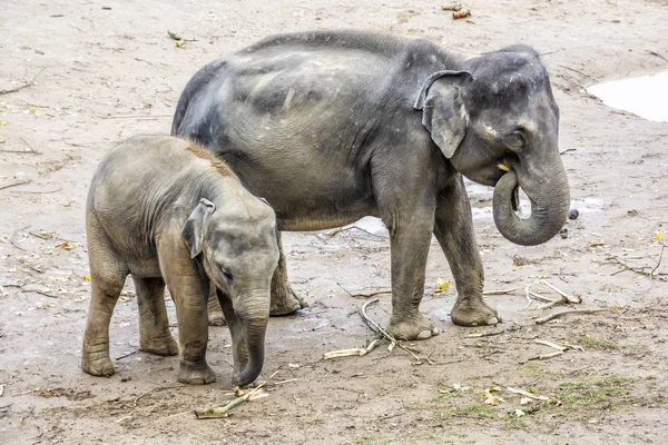 Elefante Asiático Elephas Maximus Madre Con Cachorro Escena Animal — Foto de Stock