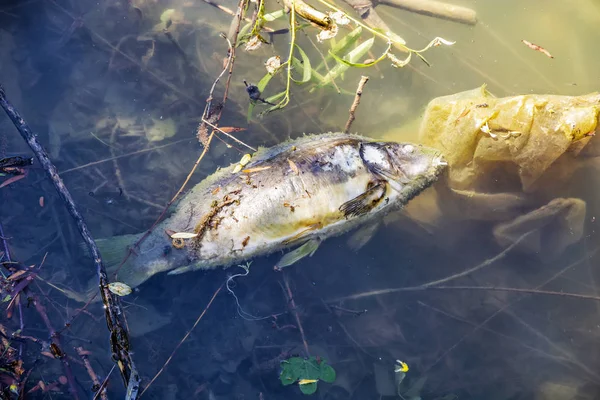 Peixe Morto Num Lago Poluído Problema Ambiental — Fotografia de Stock