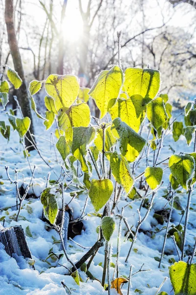 Besneeuwde Park Met Zon Winter Nitra Slowakije Mooie Seizoensgebonden Natuurlijke — Stockfoto