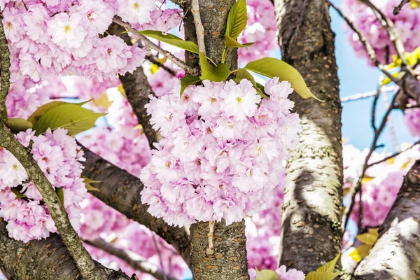Vackra Blommande Sakura Träd Springtime Utomhus Scen Närbild Foto — Stockfoto