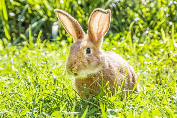 Mały Króliczek Zielonej Trawie Podczas Świąt Wielkanocnych Zwierzęce Motywy — Zdjęcie stockowe