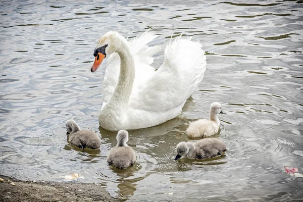 White Mother Swan Swim Her Youngs Seasonal Natural Scene Cycle — Stock Photo, Image