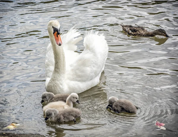 White Mother Swan Swim Her Youngs Seasonal Natural Scene Cycle — Stock Photo, Image