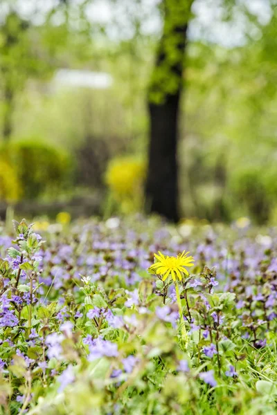 Detail Foto Van Voorjaar Weide Seizoensgebonden Natuurlijke Scène — Stockfoto