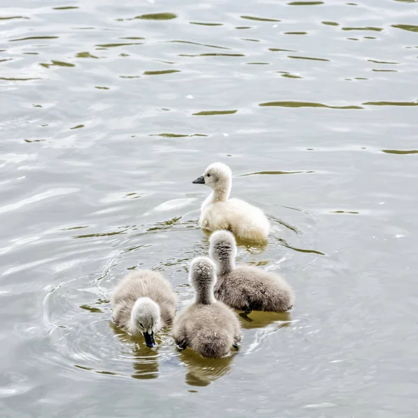 Giovani Cigno Bianco Scena Naturale Stagionale Ciclo Della Natura — Foto Stock