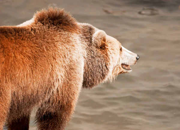 Brown Bear Ursus Arctos Arctos Catches Fish Teal Orange Photo — Stock Photo, Image