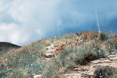 patika dağ ve çiçekler