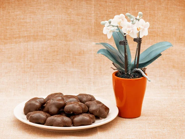Orkide çiçek ve zencefilli kurabiye — Stok fotoğraf