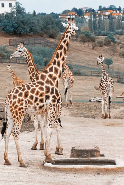 Rothschild zürafalar Hayvanat Bahçesi — Stok fotoğraf