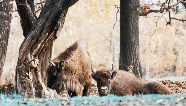 Manada de bisões europeus selvagens na floresta de outono — Fotografia de Stock