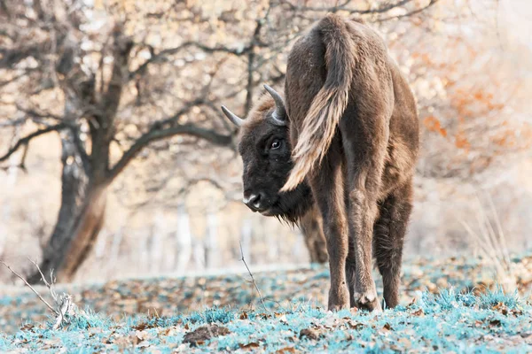 O bisão europeu (Bison bonasus ) — Fotografia de Stock
