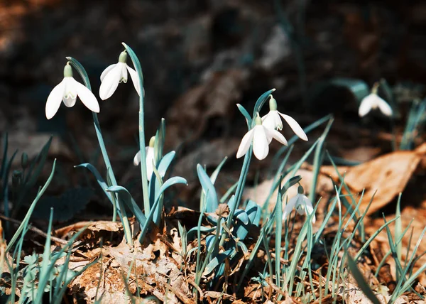 Snödroppar i skogen — Stockfoto