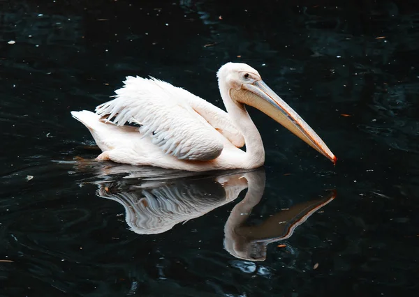 Büyük beyaz pelikan (Pelecanus onocrotalus) — Stok fotoğraf