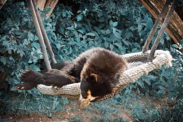 L'ours à lunettes (Tremarctos ornatus) ) — Photo