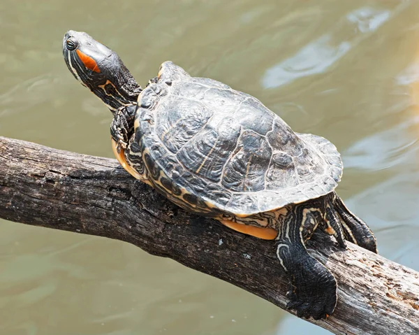 Curseur à oreilles rouges (Trachemys scripta elegans) — Photo