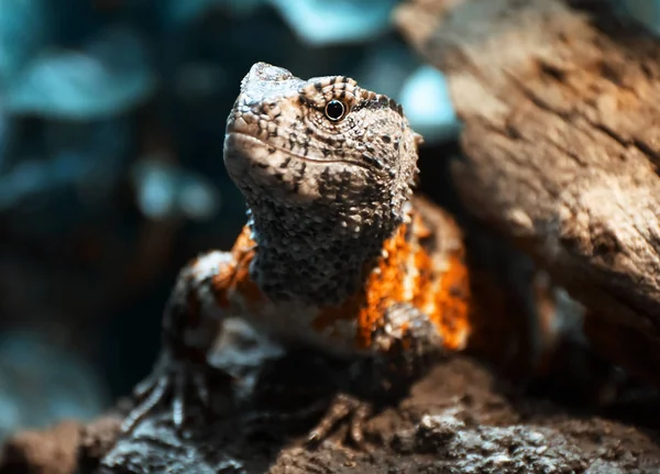 Chinese crocodile lizard — Stock Photo, Image