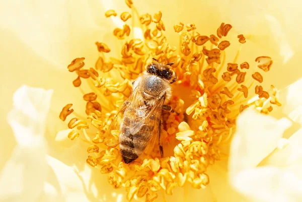 Bee pollinates a yellow rose — Stock Photo, Image