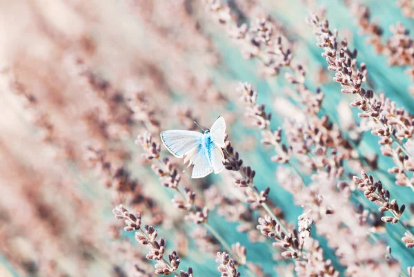 Blauer Schmetterling und Lavendelblüten — Stockfoto